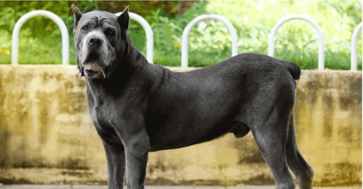 Watchdogs for families