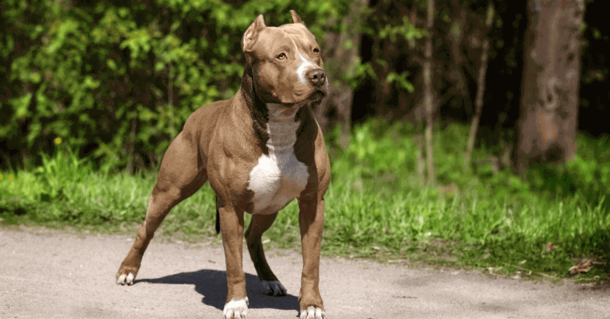 Dogs acts like pit bulls