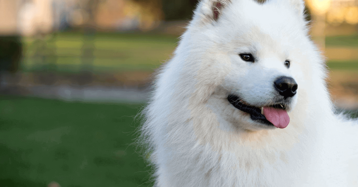 White Breed Dogs