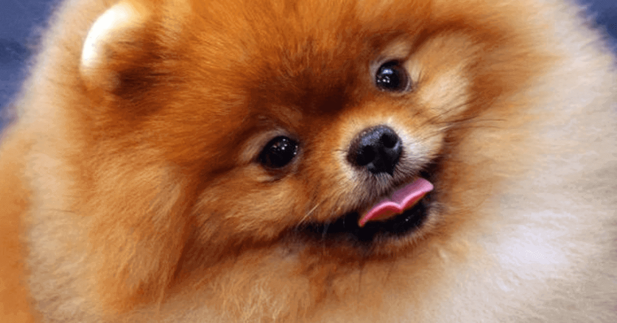 Large Fluufy Dog Breeds