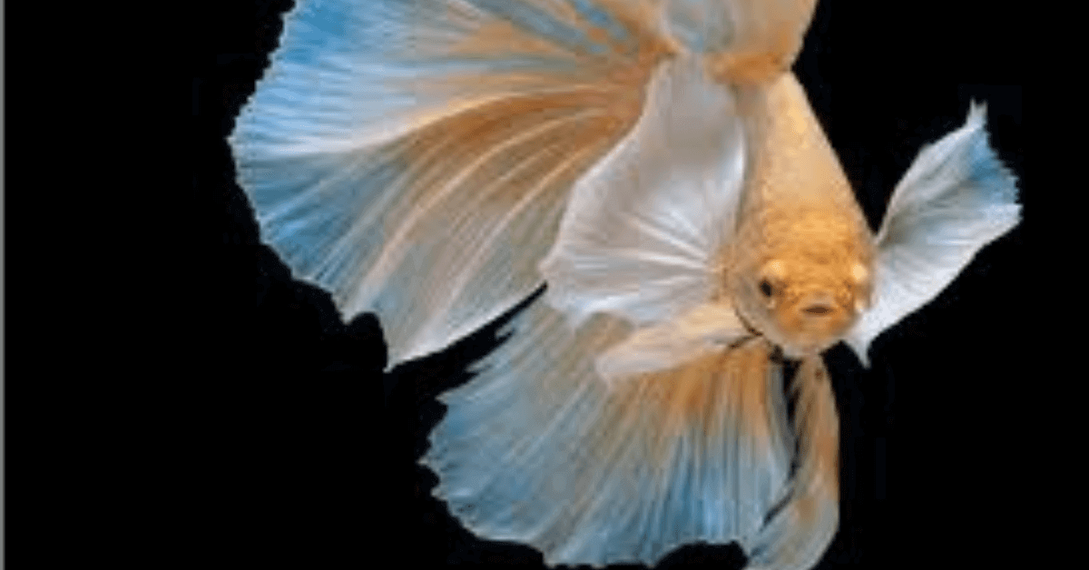 Low maintenance pets